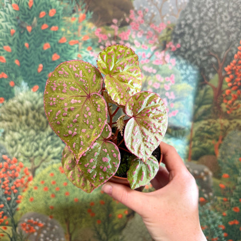 Begonia ‘Muara Wahau’ - Sprouts of Bristol