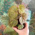 Begonia ‘Muara Wahau’ - Sprouts of Bristol