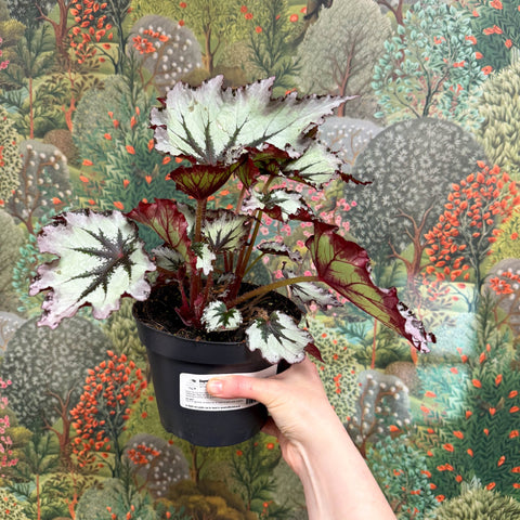 Begonia ‘Nordic Glacier’ – Rex Begonia - Sprouts of Bristol
