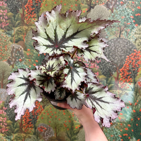 Begonia ‘Nordic Glacier’ – Rex Begonia - Sprouts of Bristol