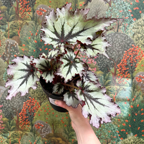 Begonia ‘Nordic Glacier’ – Rex Begonia - Sprouts of Bristol