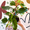 Begonia odetheiantha 'Venezuelan Form' - Welsh Grown - Sprouts of Bristol