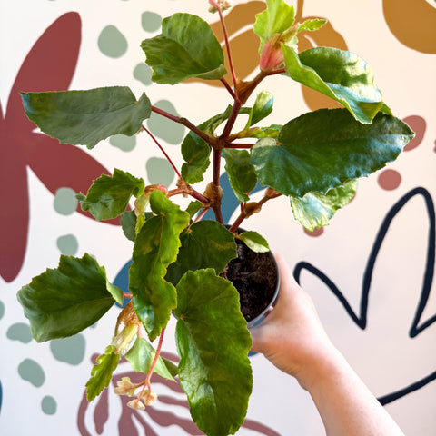 Begonia odetheiantha 'Venezuelan Form' - Welsh Grown - Sprouts of Bristol