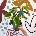Begonia odetheiantha 'Venezuelan Form' - Welsh Grown - Sprouts of Bristol