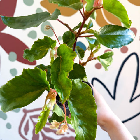 Begonia odetheiantha 'Venezuelan Form' - Welsh Grown - Sprouts of Bristol