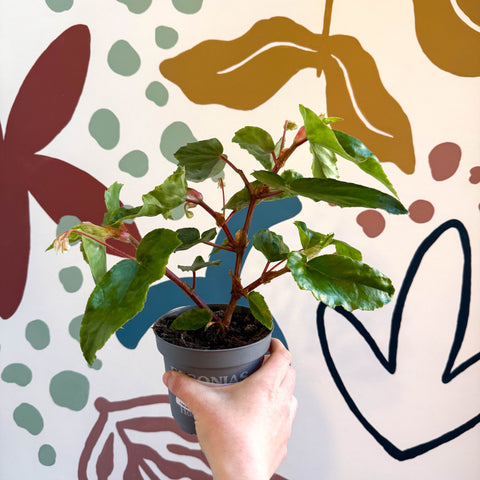 Begonia odetheiantha 'Venezuelan Form' - Welsh Grown - Sprouts of Bristol