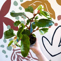 Begonia odetheiantha 'Venezuelan Form' - Welsh Grown - Sprouts of Bristol