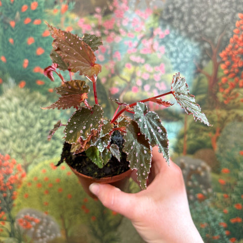 Begonia palmata ‘D Don’ - Sprouts of Bristol