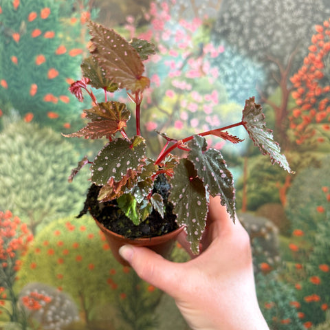 Begonia palmata ‘D Don’ - Sprouts of Bristol