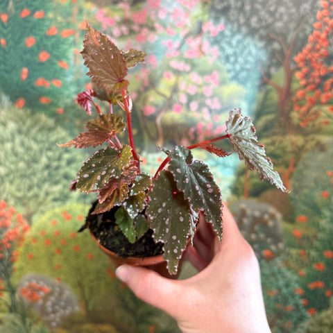 Begonia palmata ‘D Don’ - Sprouts of Bristol