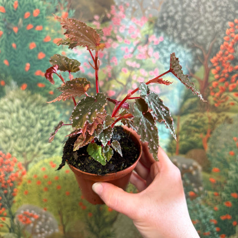 Begonia palmata ‘D Don’ - Sprouts of Bristol