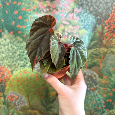 Begonia pavonina - Sprouts of Bristol