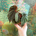 Begonia pavonina - Sprouts of Bristol