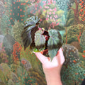 Begonia pavonina - Sprouts of Bristol
