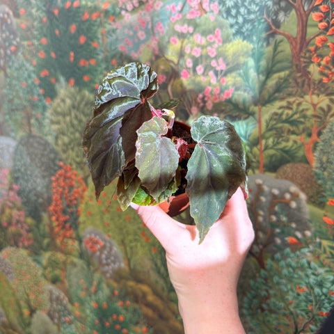 Begonia pavonina - Sprouts of Bristol