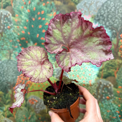 Begonia ‘Pink Panther’ - Sprouts of Bristol