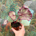 Begonia ‘Pink Panther’ - Sprouts of Bristol