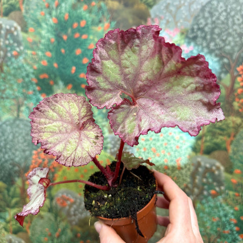 Begonia ‘Pink Panther’ - Sprouts of Bristol