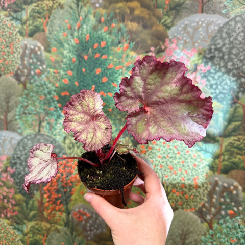 Begonia ‘Pink Panther’ - Sprouts of Bristol