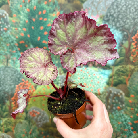 Begonia ‘Pink Panther’ - Sprouts of Bristol