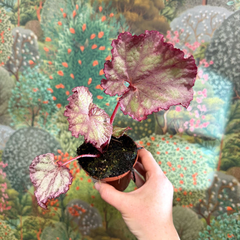 Begonia ‘Pink Panther’ - Sprouts of Bristol