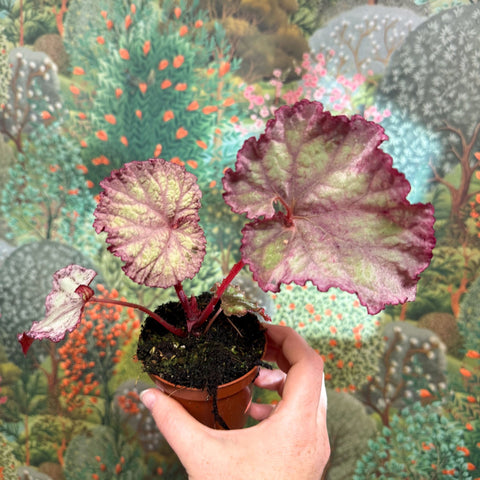 Begonia ‘Pink Panther’ - Sprouts of Bristol