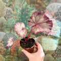 Begonia ‘Pink Panther’ - Sprouts of Bristol