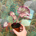 Begonia ‘Pink Panther’ - Sprouts of Bristol