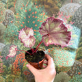 Begonia ‘Pink Panther’ - Sprouts of Bristol