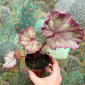 Begonia ‘Pink Panther’ - Sprouts of Bristol