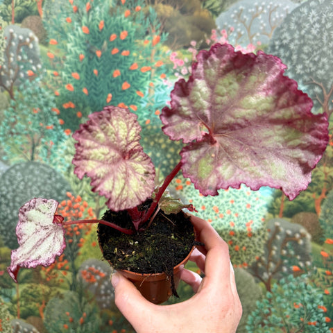 Begonia ‘Pink Panther’ - Sprouts of Bristol