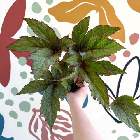 Begonia 'Pollux' - Welsh Grown - Sprouts of Bristol