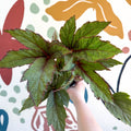 Begonia 'Pollux' - Welsh Grown - Sprouts of Bristol