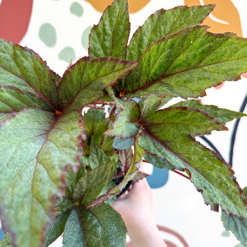 Begonia 'Pollux' - Welsh Grown - Sprouts of Bristol