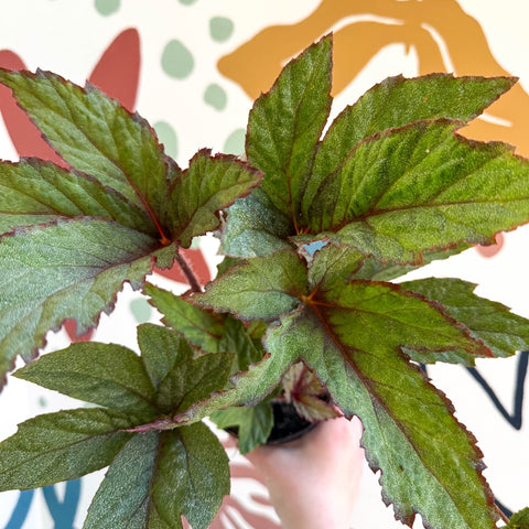 Begonia 'Pollux' - Welsh Grown - Sprouts of Bristol
