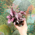 Begonia rex 'Beleaf Mix' - Sprouts of Bristol