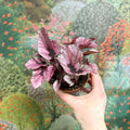 Begonia rex 'Beleaf Mix' - Sprouts of Bristol
