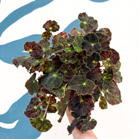 Begonia rex 'Bethlehem Star' - Welsh Grown - Sprouts of Bristol