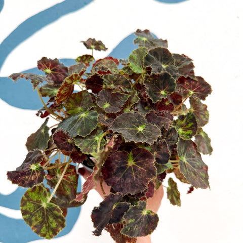Begonia rex 'Bethlehem Star' - Welsh Grown - Sprouts of Bristol