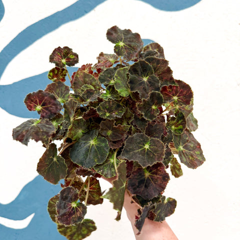 Begonia rex 'Bethlehem Star' - Welsh Grown - Sprouts of Bristol