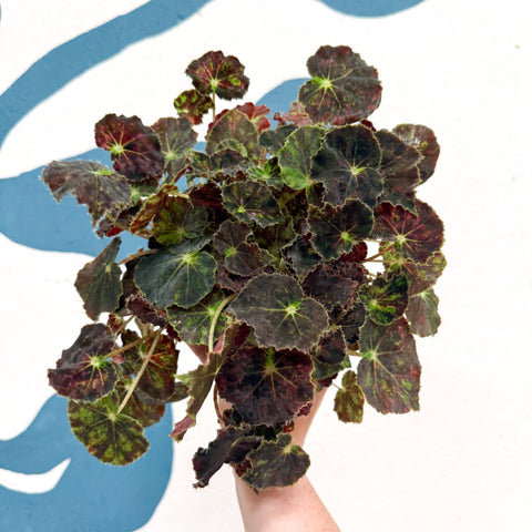Begonia rex 'Bethlehem Star' - Welsh Grown - Sprouts of Bristol