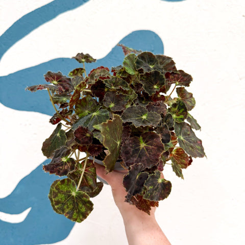 Begonia rex 'Bethlehem Star' - Welsh Grown - Sprouts of Bristol