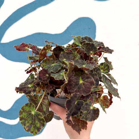 Begonia rex 'Bethlehem Star' - Welsh Grown - Sprouts of Bristol