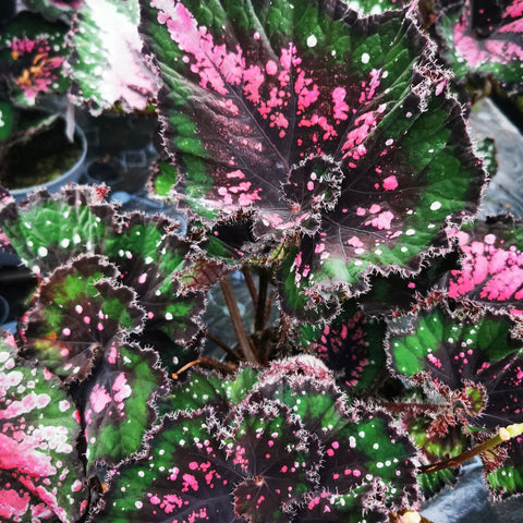 Begonia rex 'Casey Corwin' - Welsh Grown - Sprouts of Bristol