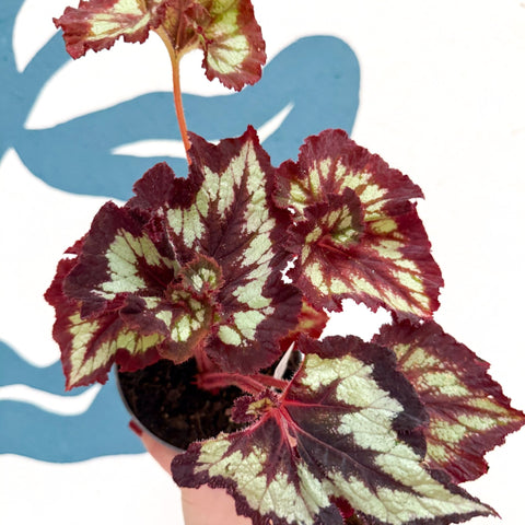 Begonia rex 'China Curl' - Welsh Grown - Sprouts of Bristol