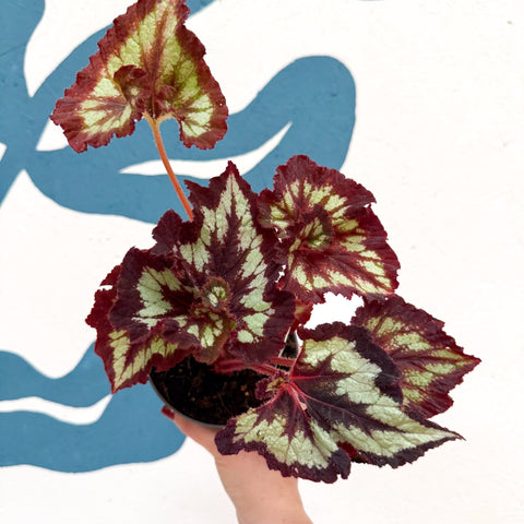 Begonia rex 'China Curl' - Welsh Grown - Sprouts of Bristol