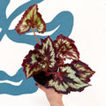 Begonia rex 'China Curl' - Welsh Grown - Sprouts of Bristol