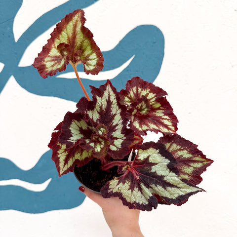 Begonia rex 'China Curl' - Welsh Grown - Sprouts of Bristol