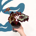 Begonia rex 'China Curl' - Welsh Grown - Sprouts of Bristol