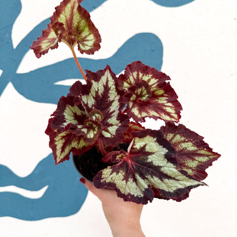 Begonia rex 'China Curl' - Welsh Grown - Sprouts of Bristol